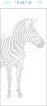 Zebras-Raštas-0