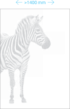 Zebras-Raštas-0